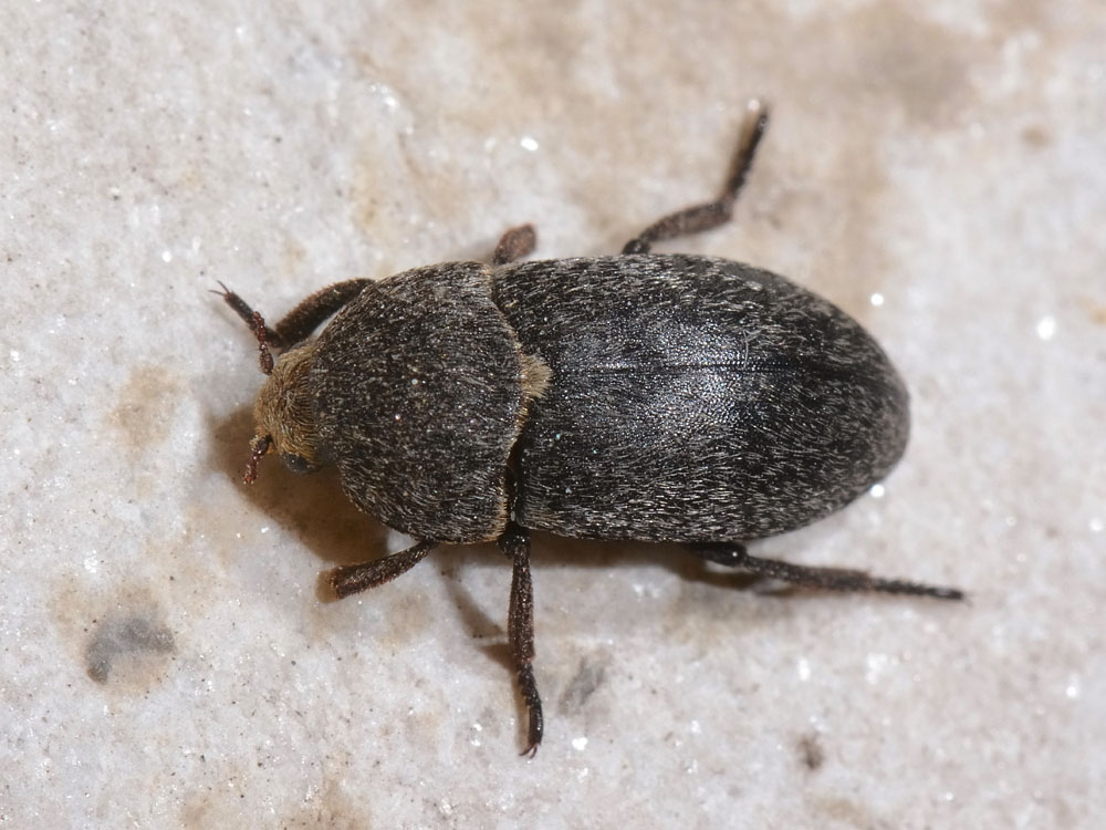 Dermestes laniarius (cf.)